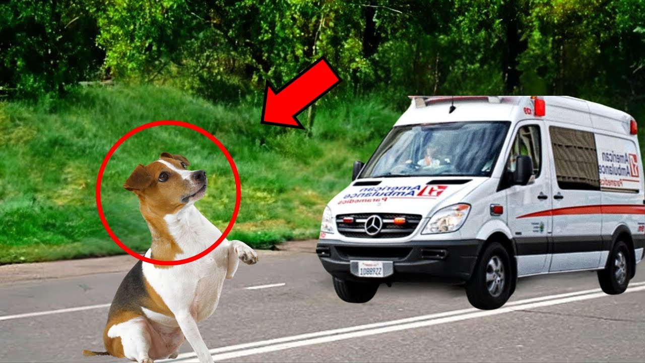 Perro bloquea el paso de la ambulancia y la razón por la que lo hizo ES INCREÍBLE Y TE HARÁ LLORAR