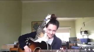 Смотреть онлайн Кот обожает игру на гитаре своей хозяйки