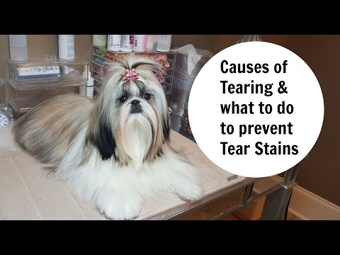 Causes of Tearing and how to prevent Tear Stains