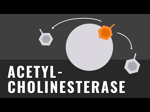 Acetylcholinesterase | Function in synaptic transmission | Explanation