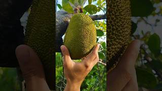 Download lagu Harvesting Jackfruit!🍀😍 #jackfruit #jackfruits #langka #harvest #harvesting mp3 Download lagu Harvesting Jackfruit!🍀😍 #jackfruit #jackfruits #langka #harvest #harvesting mp3