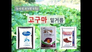 농사정보(4월4주)  고구마_밑거름(비료주기)