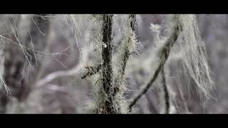 Human footprint and the forests of Patagonia