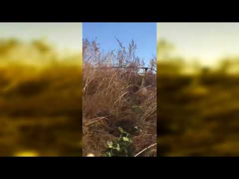 ȘTIRE ETV/ 19.10.2017 - LEGUME ROMÂNEȘTI DOAR PE HÂRTIE