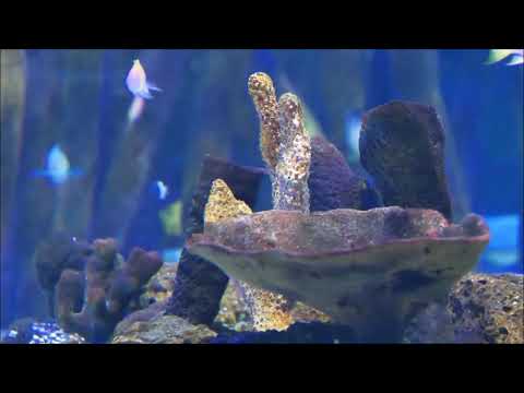 Martins Garden - Below [Full Album]