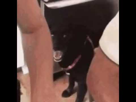 Most nice dog cake in the world 🍰