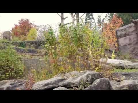Shy Brown Brears of Stuttgart Zoo