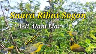 Download lagu Suara Ribut Sogon Ampuh Asli Alam Liar mp3