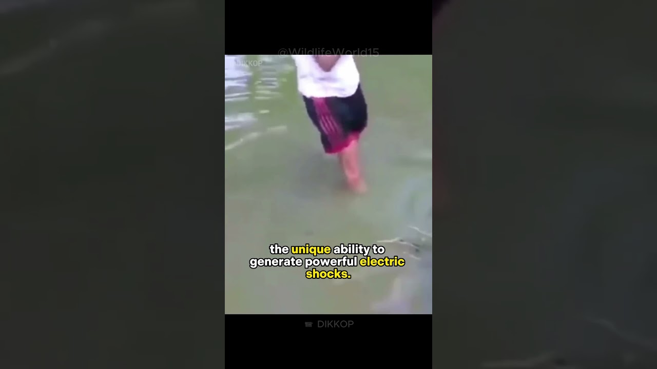 This Electric Eel can KILL You ⚡️😎 #animals #electriceel #shorts