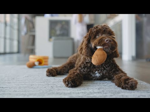 Chewy Wellness Program For Employees