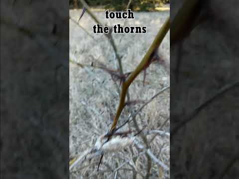 🌳never mess with a thorn bush #shorts #thorn