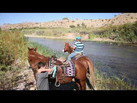 All around Kind of Gelding (READ THE AD) | HorseClicks