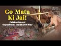 Go Mata Ki Jai Celebrations Of Gopashtami The ISKCON Way Hare Krishna Golden Temple