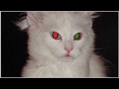 AYCE COMET - Salem   (intro)