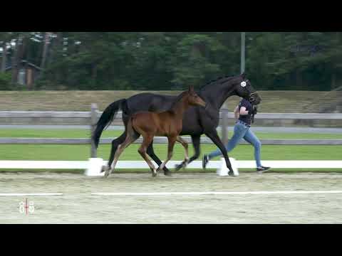 Hengstfohlen von Filou x Fürst Fugger vom 05.05.2021