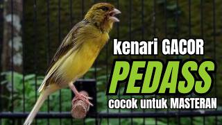 Download lagu Masteran KENARI GACOR ngeroll panjang,Cuit Cuit Emosi AMPUH bikin kenari nyaut ,Masteran MURAI BATU mp3