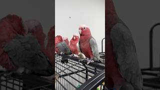 Parrot Stars Summer Festival 2024 Bird Event #educational