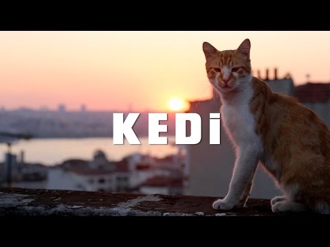 Kedi (2017) Official Trailer