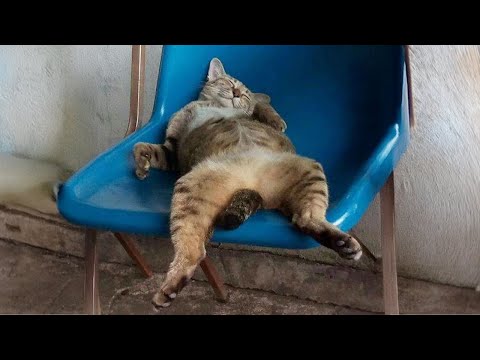 When you have a LAZY Cat 🐱