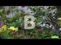 Sesame Street B Is For Butterfly