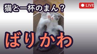 ちーやんのほろ酔い猫雑談！可愛い猫動画を一緒に観よ？