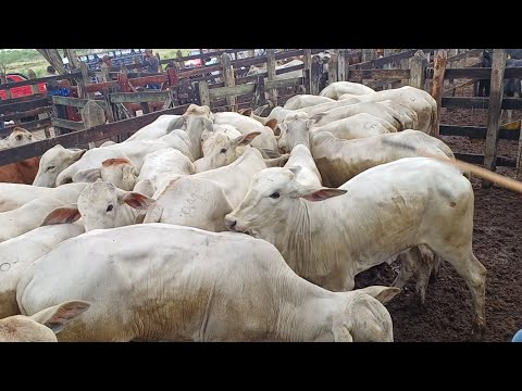 FEIRA DE GADO DE CAMPO GRANDE-AL 28/03/2026 #nordeste GAdo de luxo 