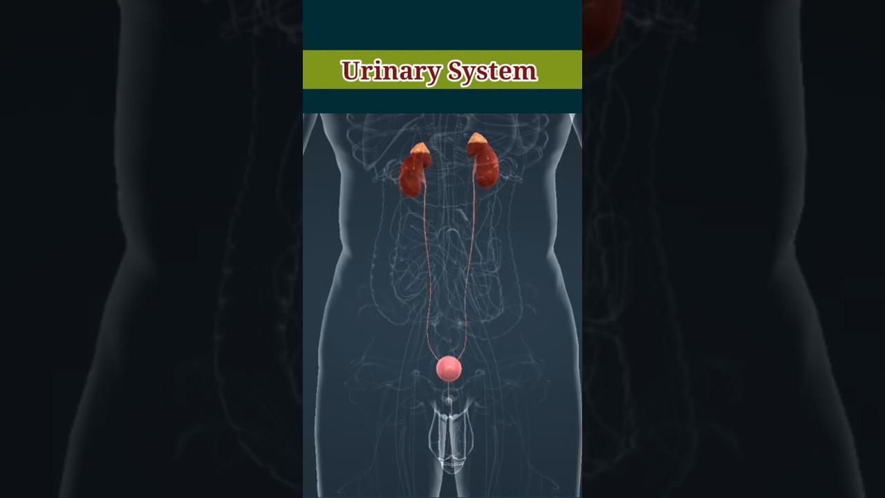 Urinary System in 3D Animation #urinary_system #3danimation #biology