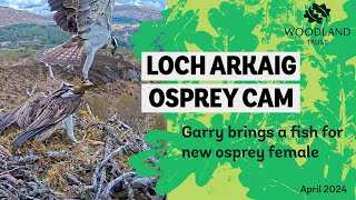 Male osprey bring a fish to an unknown female - Loch Arkaig Osprey Cam
