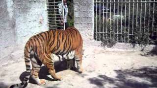 HORSE for tiger at www.pepetigrecancun-com