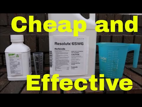 How to Kill Weeds in Your lawn CHEAP