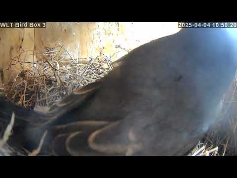 Female bluebird lays first egg of the season in WLT Bird Box 3 4/4/2025