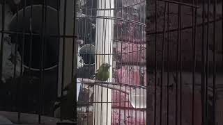 Download lagu SUARA BURUNG CIPOH JANTUNG mp3 Download lagu SUARA BURUNG CIPOH JANTUNG mp3