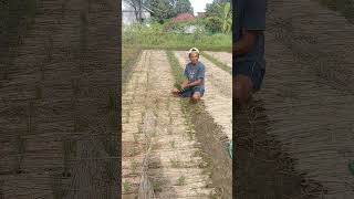 Download lagu Tanam padi metodeu ( TOT ) mp3