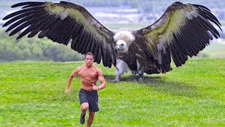 15 Dangerous Birds You Should Run Away From