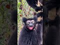 Orangutans shouting strange#orangutan#animals#cat#dog#monkey