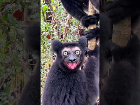 Orangutans shouting strange#orangutan#animals#cat#dog#monkey