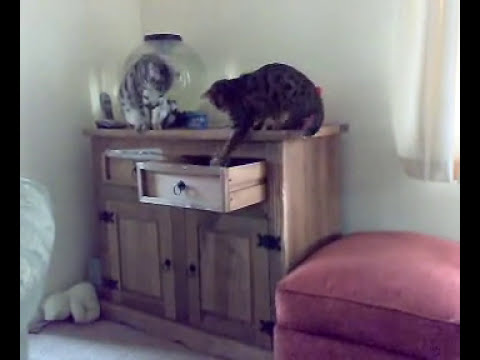 186638 VIDEO HIGH H264