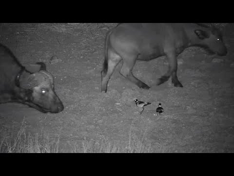Djuma: Blacksmith Lapwing pair protect nest from Buffalo herd - 18:17 - 08/23/20