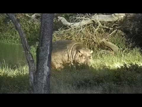 Djuma: One Hippo leaving the dam - 19:16 - 01/23/2022