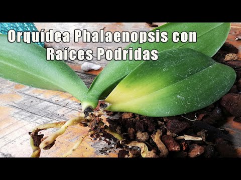 , title : 'Asi Intento Recuperar una Orquídea Phalaenopsis con Raíces Podridas'