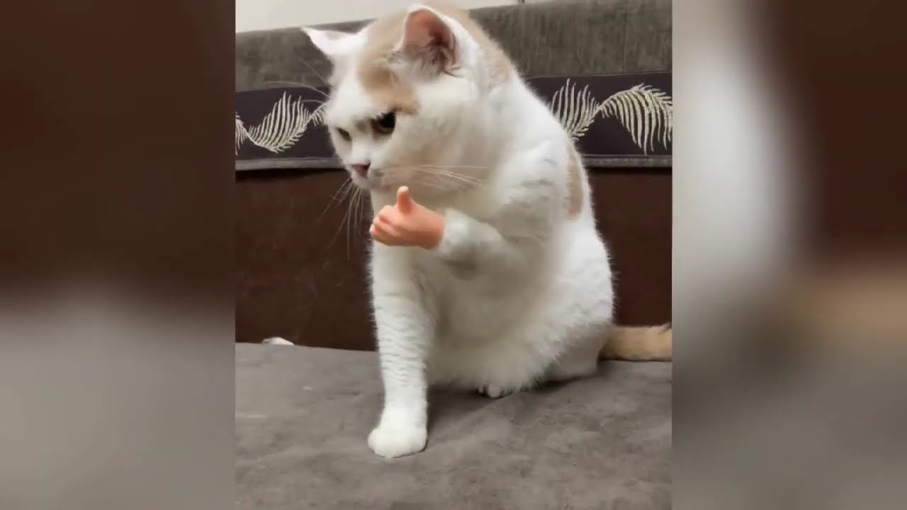 仕事中に絶対に邪魔してくる猫【在宅勤務終了のお知らせ】