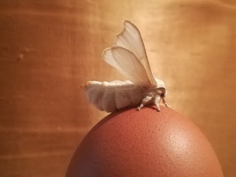 Seidenspinner (Bombyx mori - Silkworm) - Entwicklung (Development)