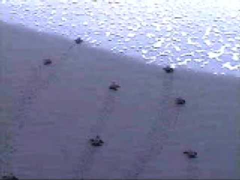 Video thumbnail — Endangered Hawksbill Sea Turtle Hatchlings Run to Sea After Emerging Out of Nest