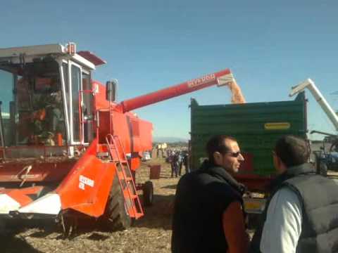 trebbiatura a barazzetto 2011 5