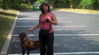 How to  Teach Your Dog to Walk Nicely on a Leash