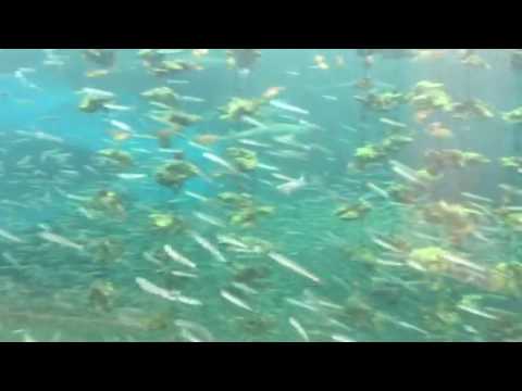 会計学科 水族館 木村勝則滋賀県高島市！