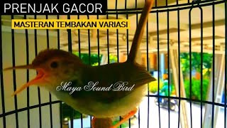 Download lagu Prenjak Gacor - Masteran Tembakan Prenjak Lumut Agar Variasi - Pancingan Pikat Prenjak Kepala Merah mp3 Download lagu Prenjak Gacor - Masteran Tembakan Prenjak Lumut Agar Variasi - Pancingan Pikat Prenjak Kepala Merah mp3