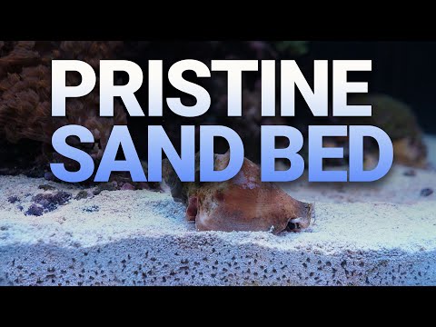 Top Inverts for a Pristine Sand Bed | Must-Have Clean-Up Crew for Reef Tanks
