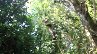 preview picture of video 'Boa constrictor in Corcovado National Park, Costa Rica'