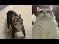 Funny Moments of Cats | Funny Video Compilation - Fails Of The Week #19